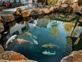 [Chiêm ngưỡng] 105 Mẫu hồ cá Koi sân vườn đẹp mãn nhãn nhìn là mê